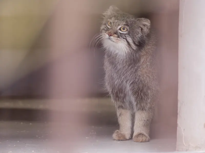 Фотография Фиги в Зоопарке Ногеяме