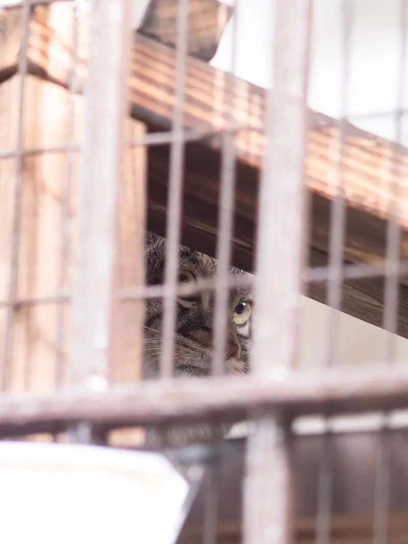 Фотография Фиги в Зоопарке Ногеяме