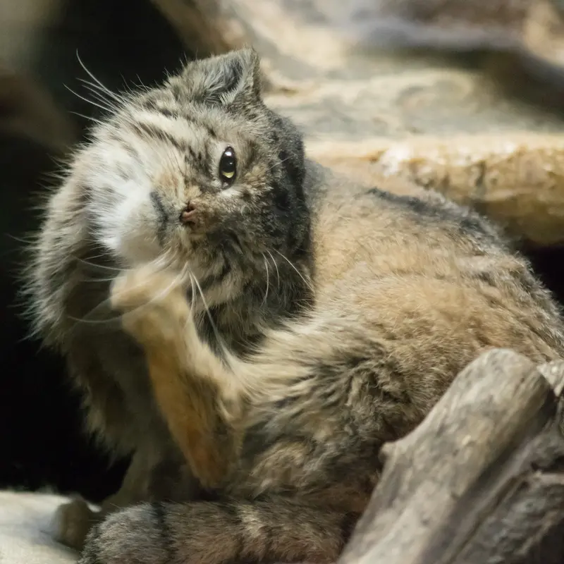 Фотография Примулы в Зоопарке Уено