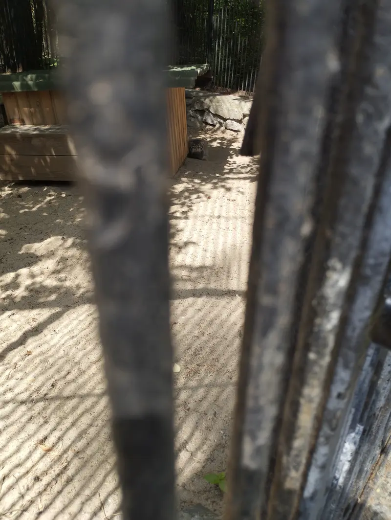 Фотография с манулом в Новосибирском Зоопарке