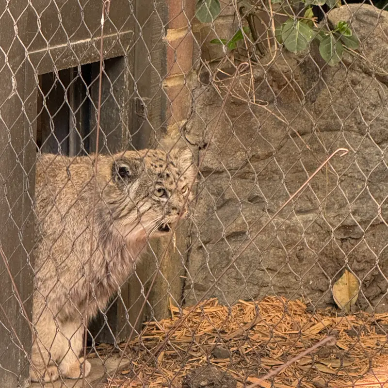 Фотография Бату в Зоопарке Проспект-парка