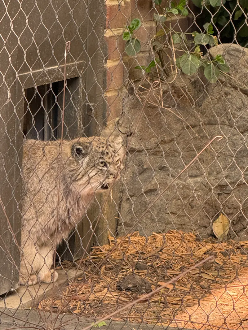 Фотография Бату в Зоопарке Проспект-парка