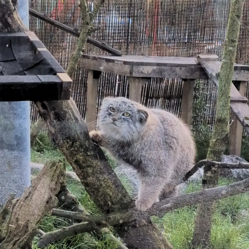Фотография Бат-Эрдэнэ в Лэйклэнде Вайлдлайф Оазисе