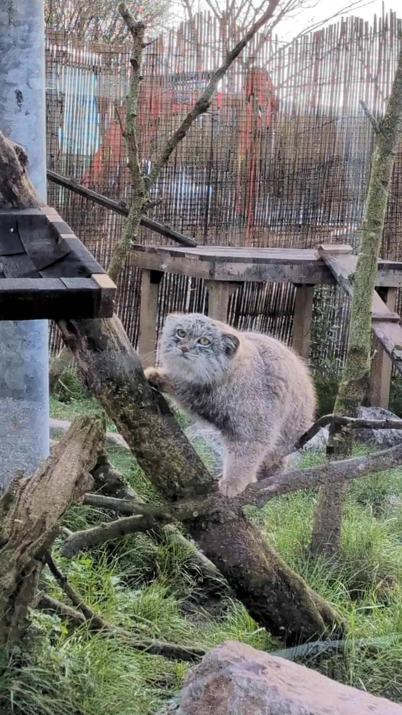 Фотография Бат-Эрдэнэ в Лэйклэнде Вайлдлайф Оазисе