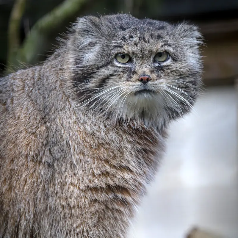 Фотография Вораса в Лилльском Зоопарке