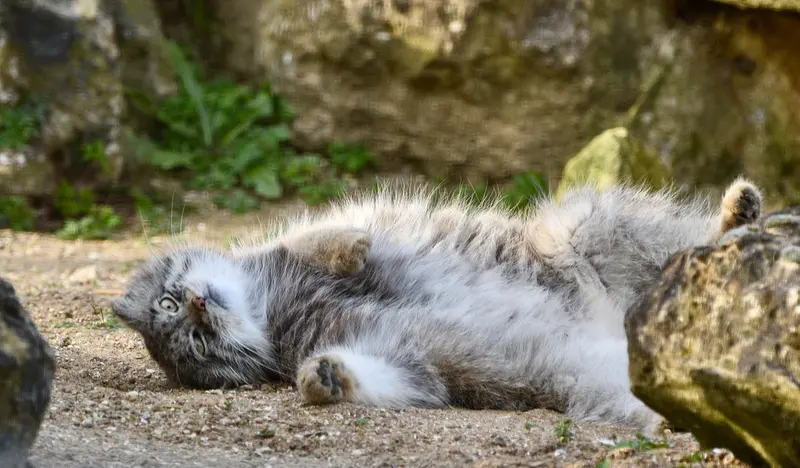 Фотография Наму в Парке диких животных Порт-Лимпн