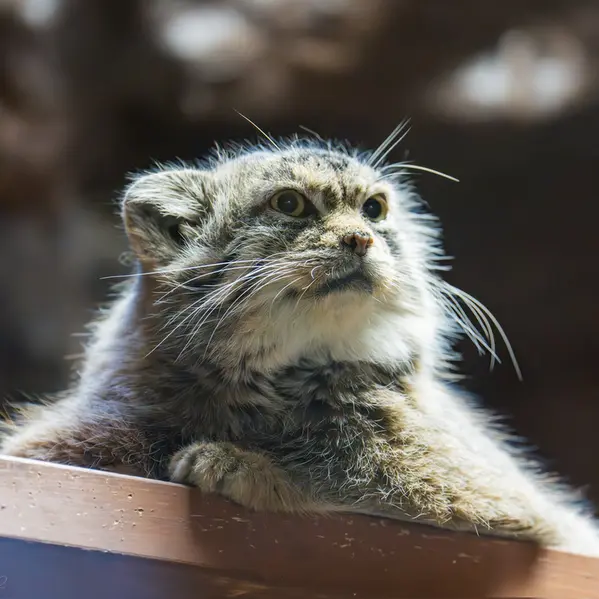 Фотография Примулы в Зоопарке Уено