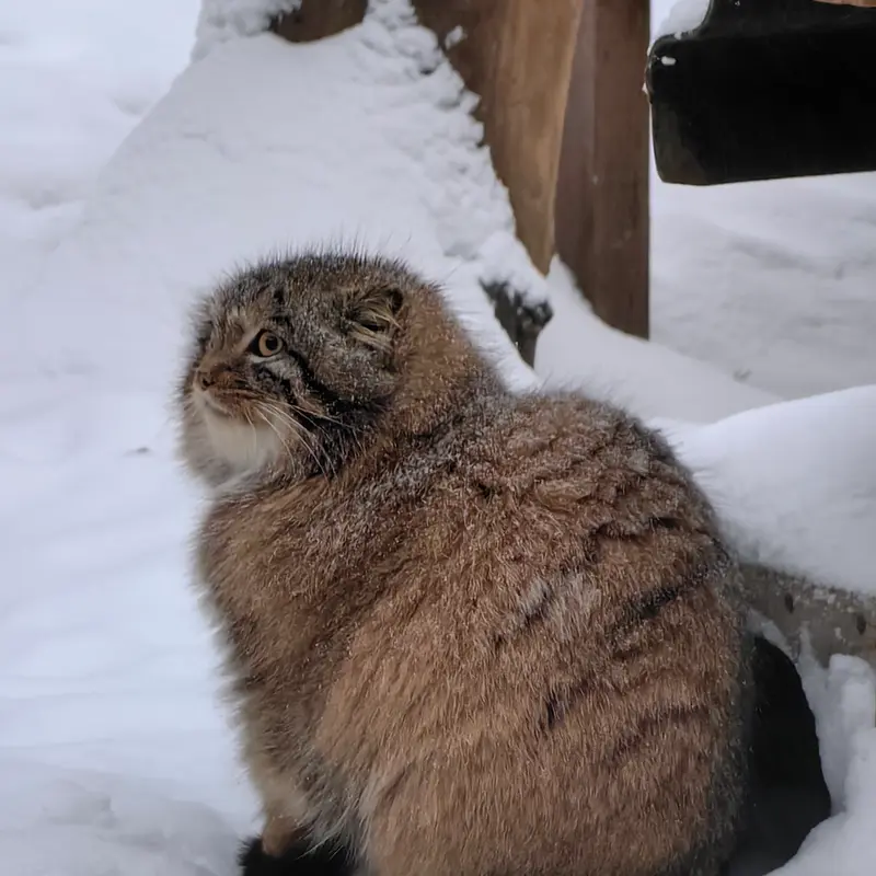 Фотография Сына Снежинки 2025 г.р. Ⅳ в Новосибирском Зоопарке