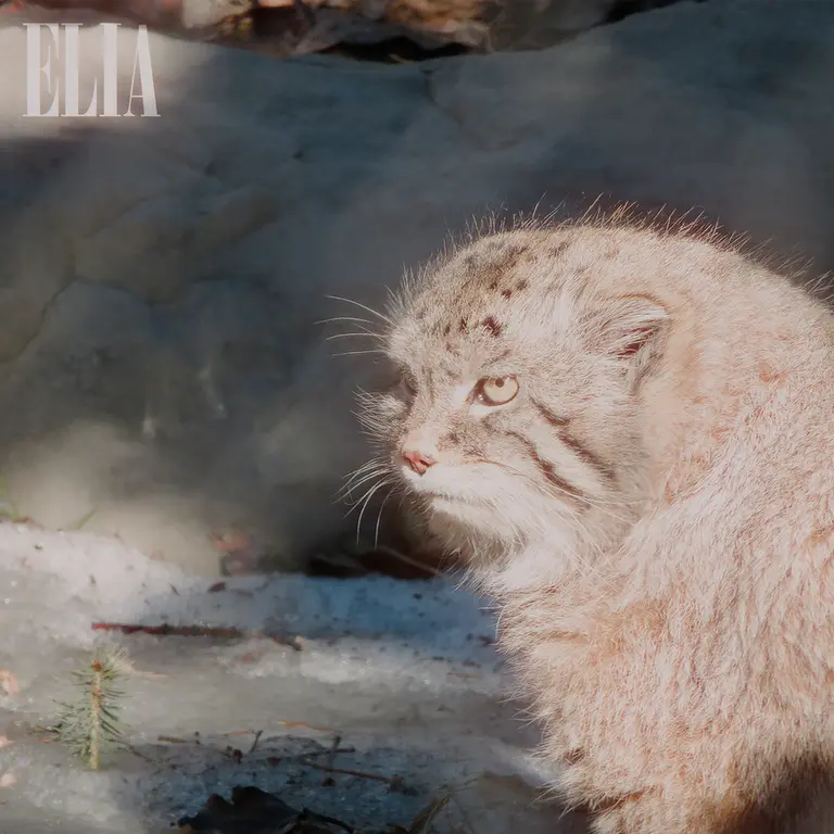 Фотография Олафа в Зоопарке Калгари / Институте Уайлдере