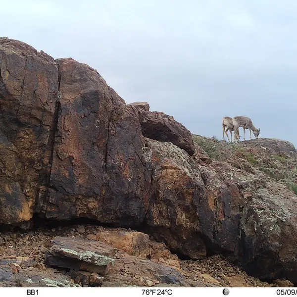Фотография Аргали с фотоловушки Актас-Кункора