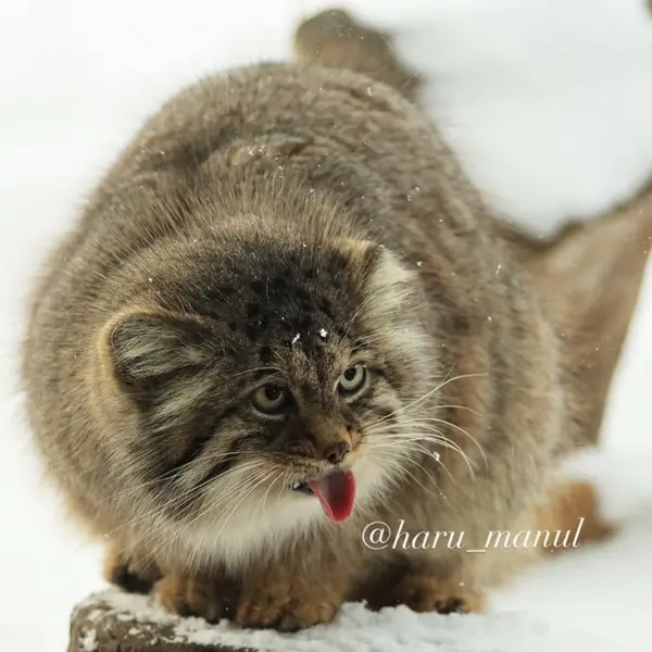 Фотография Полли в Царстве Животных Насу