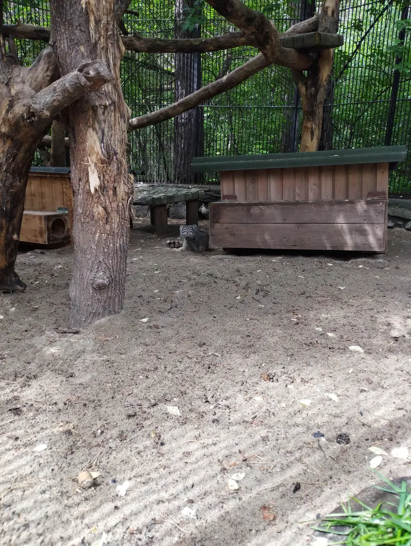 Фотография с манулом в Новосибирском Зоопарке