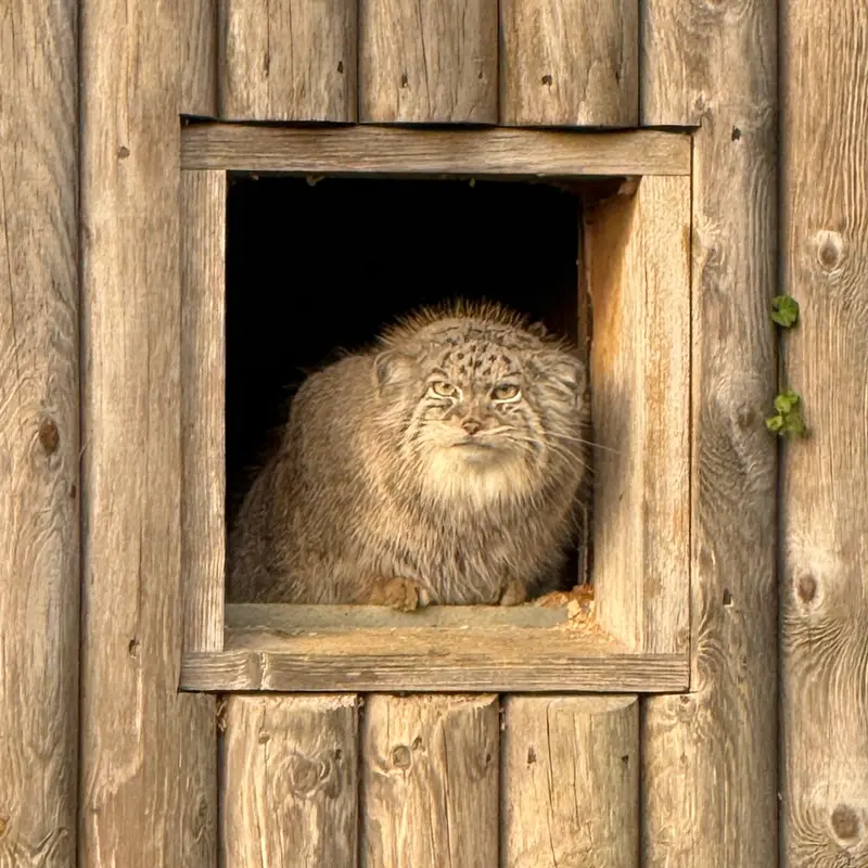 Фотография Наму в Парке диких животных Порт-Лимпн