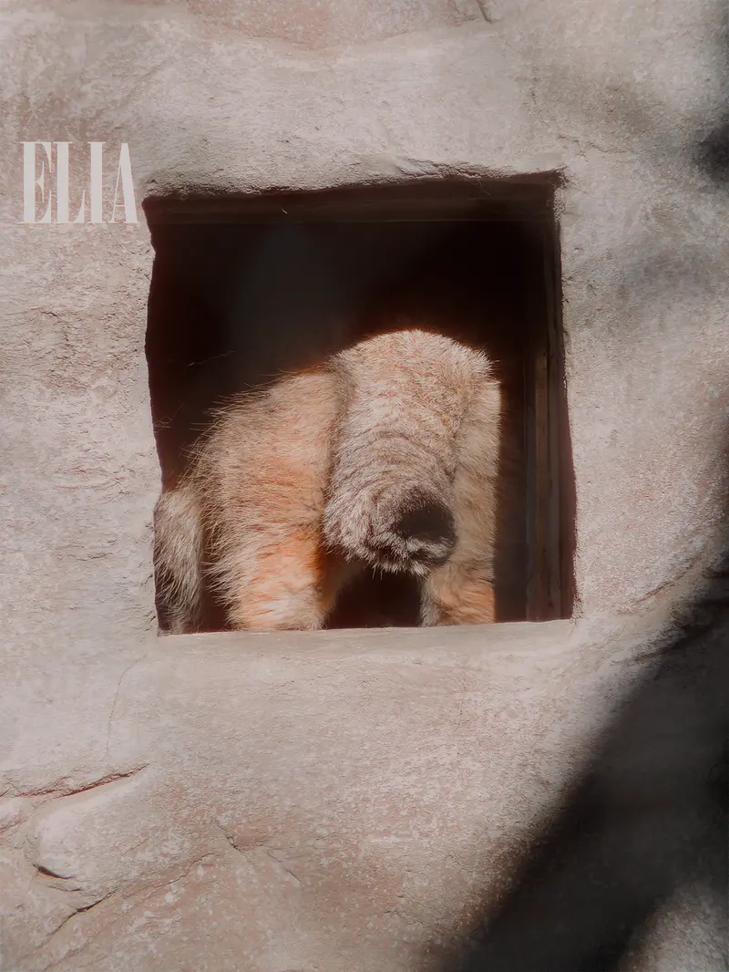 Фотография Олафа в Зоопарке Калгари / Институте Уайлдере