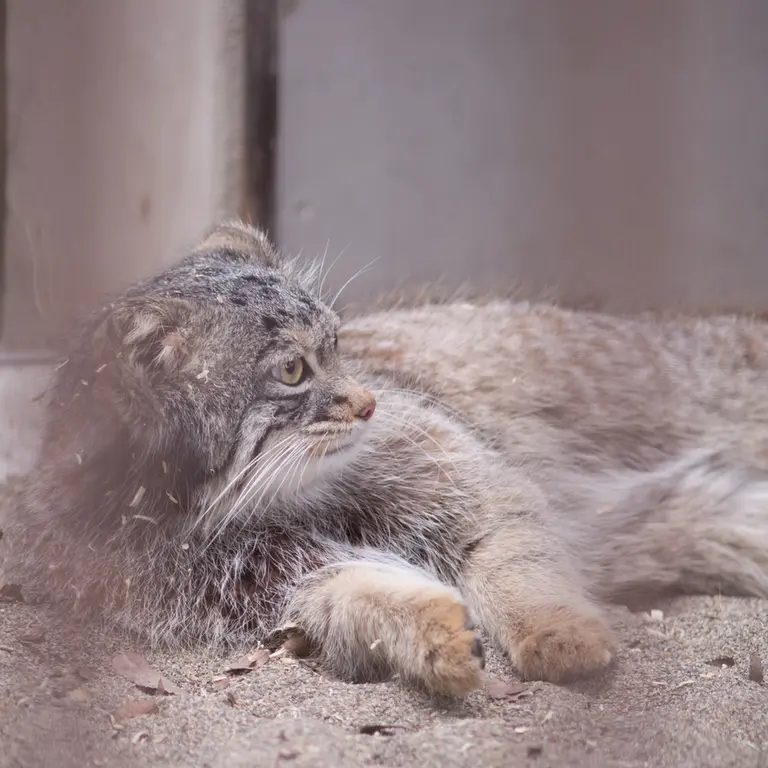 Фотография Фиги в Зоопарке Ногеяме