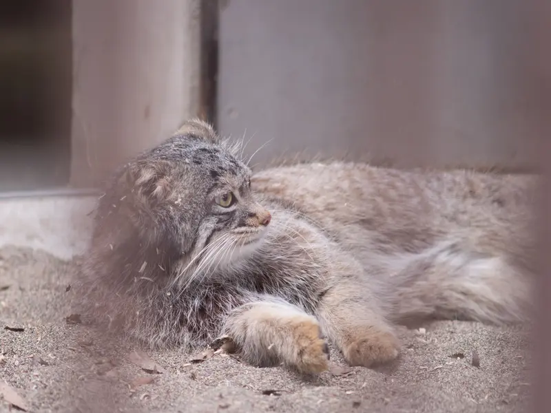 Фотография Фиги в Зоопарке Ногеяме