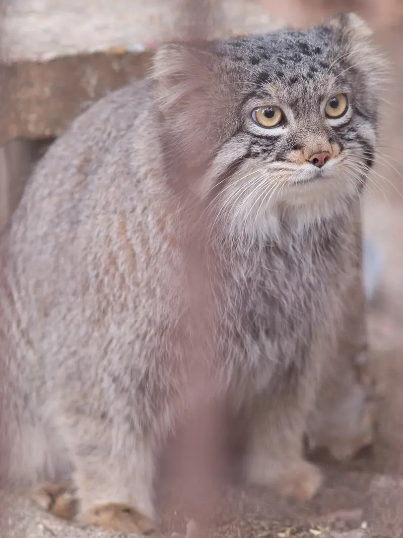 Фотография Фиги в Зоопарке Ногеяме