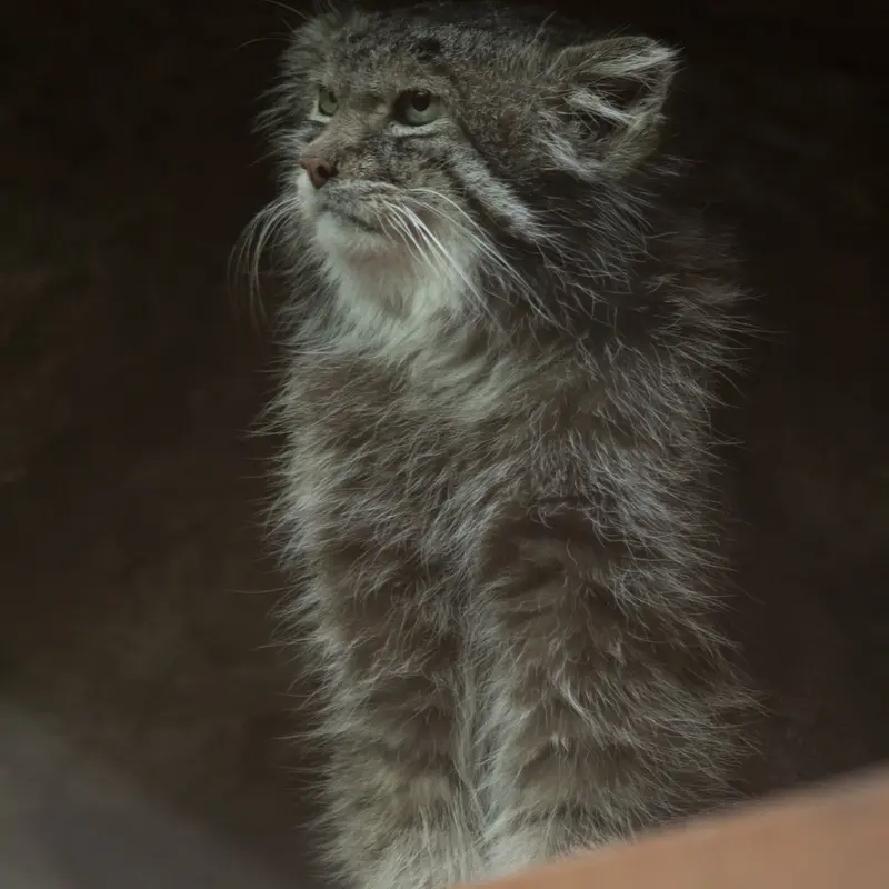 Фотография Клёна в Зоопарке Уено