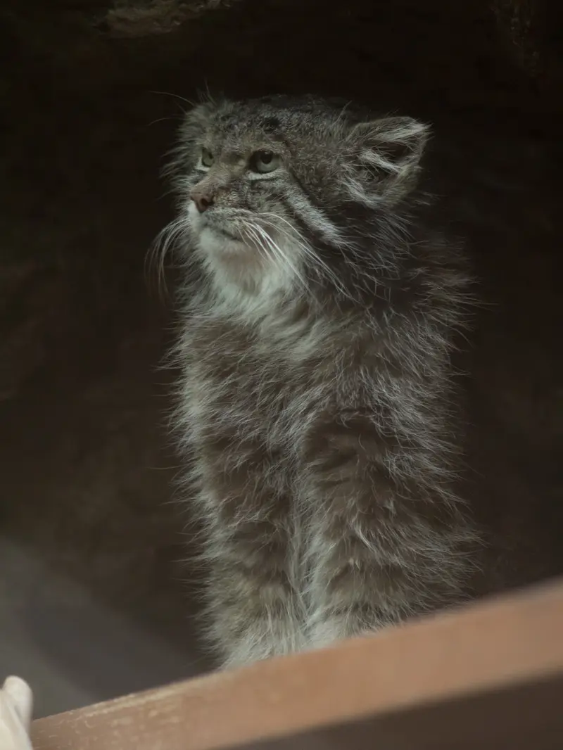 Фотография Клёна в Зоопарке Уено