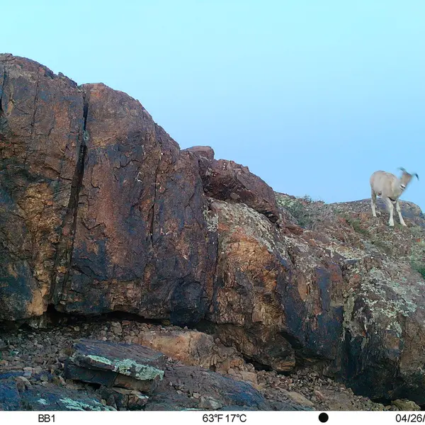 Фотография Аргали с фотоловушки Актас-Кункора