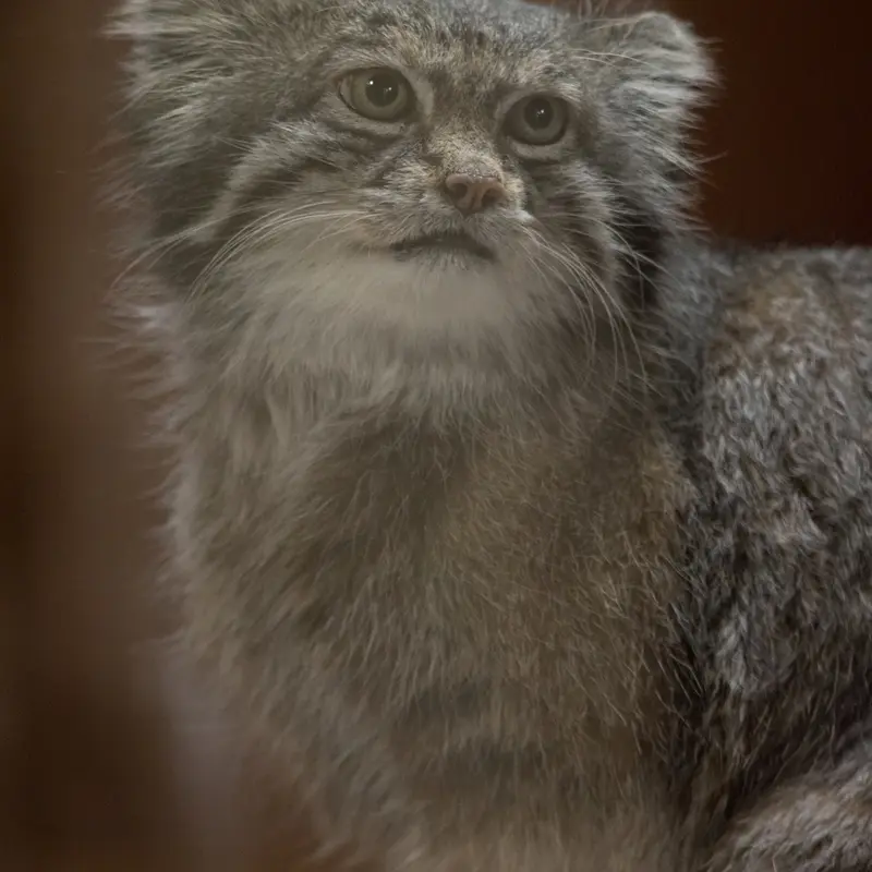 Фотография Клёна в Зоопарке Уено