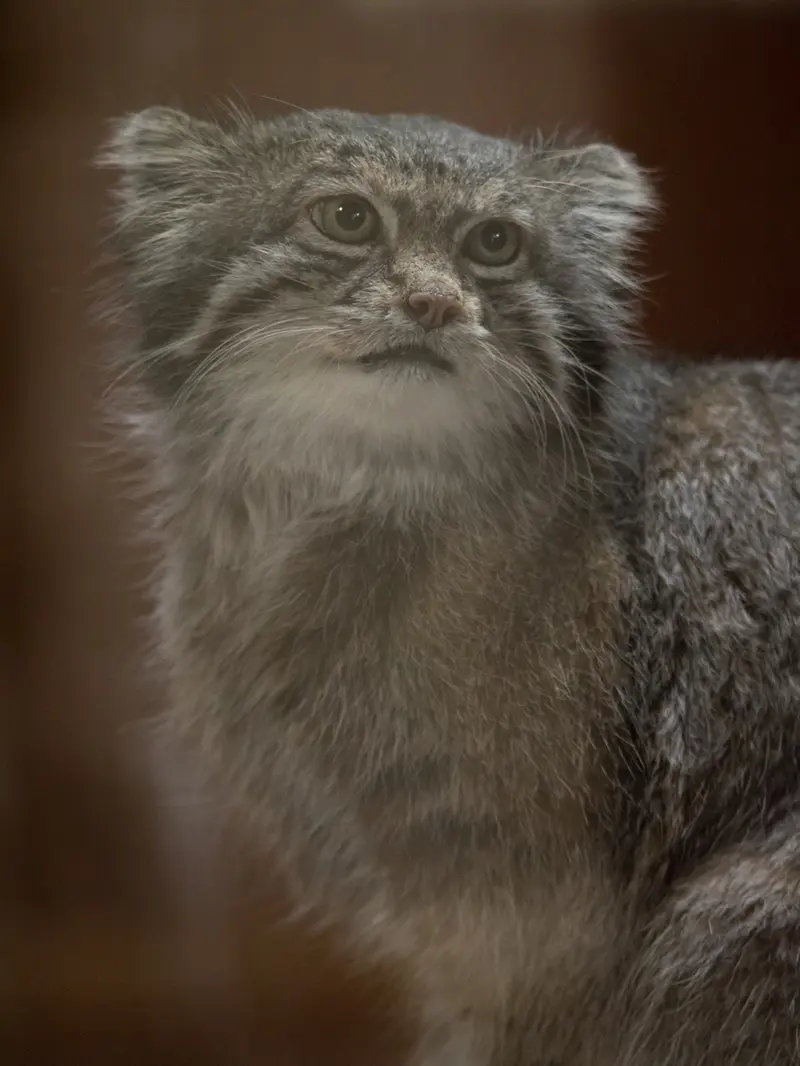 Фотография Клёна в Зоопарке Уено