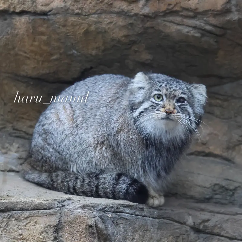 Фотография Абрикос в Царстве Животных Насу