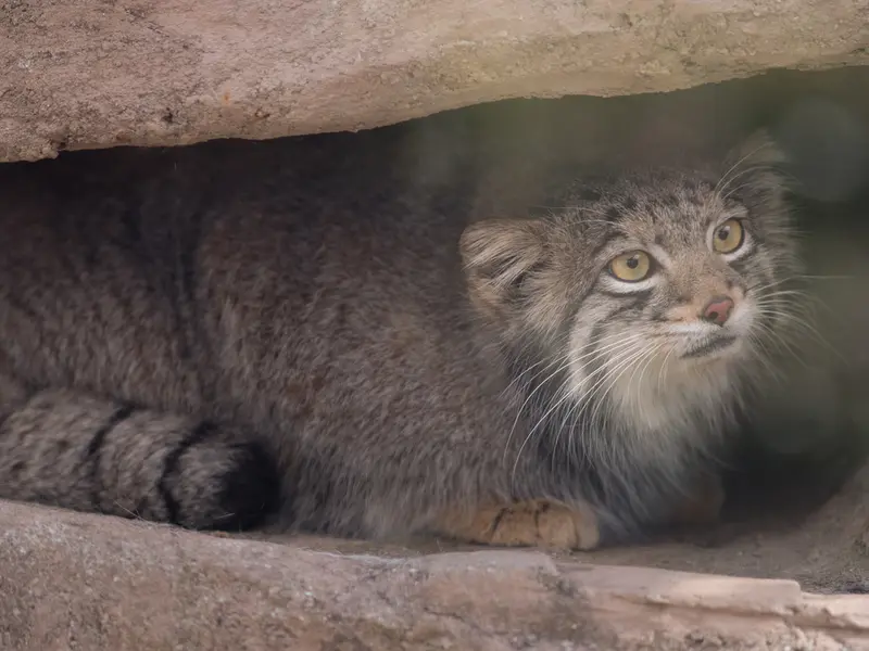 Фотография Ото в Детском зоопарке Сайтама