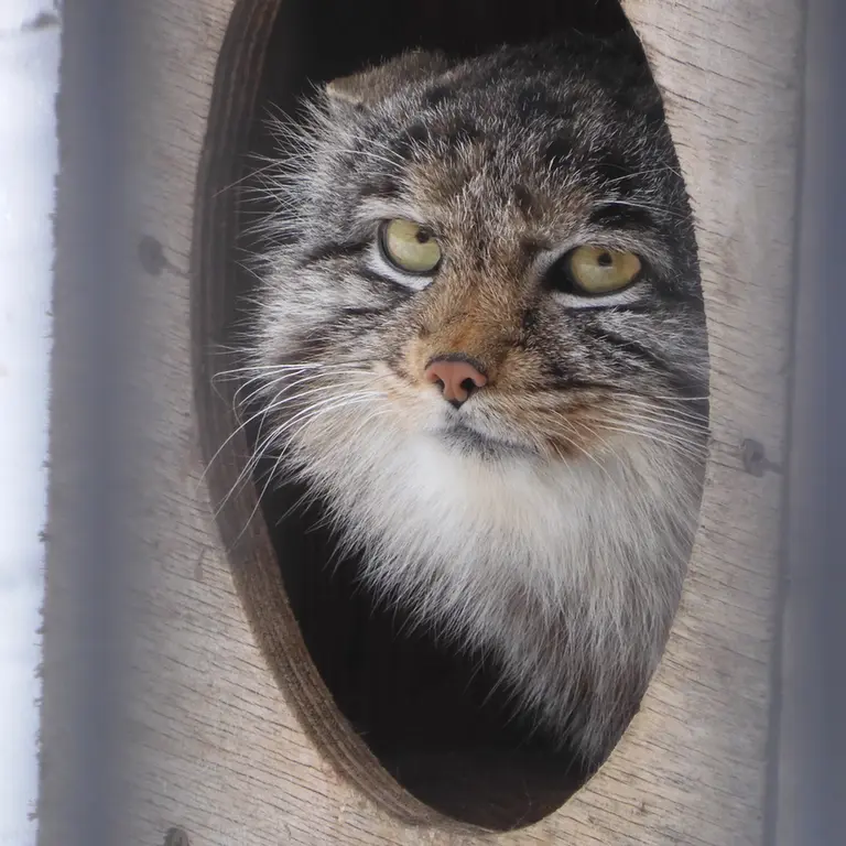 Фотография Серого в Новосибирском Зоопарке