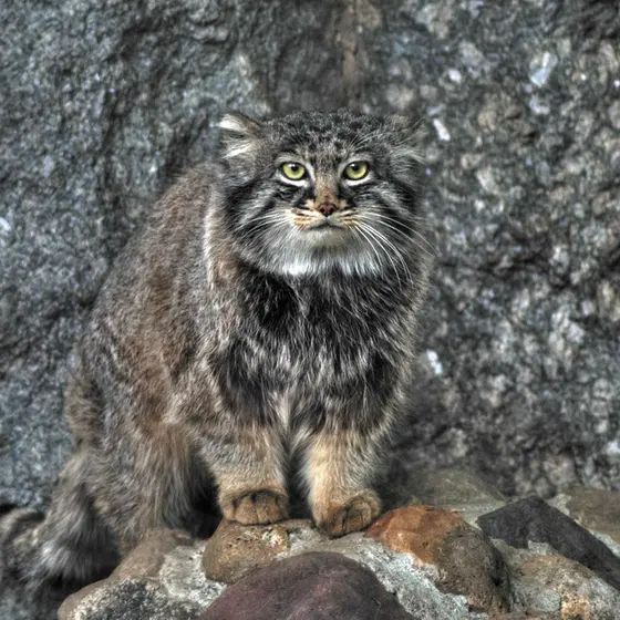 Фотография Дарлая в Московском Зоопарке