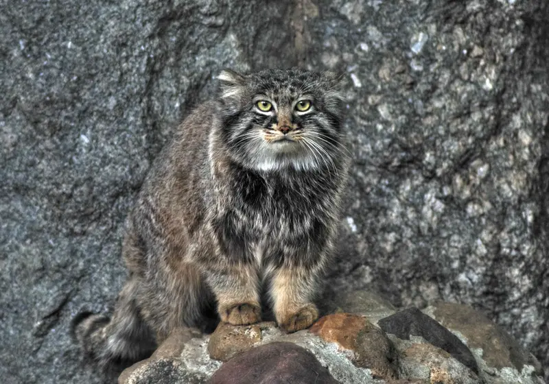 Фотография Дарлая в Московском Зоопарке
