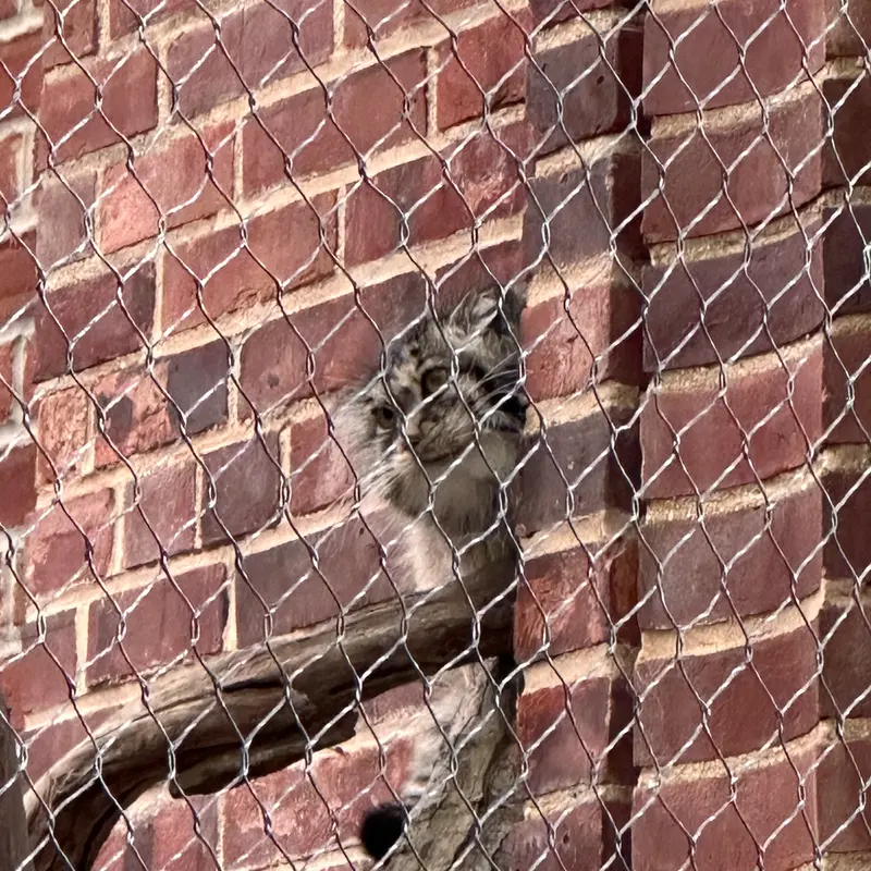 Фотография с манулом в Зоопарке Проспект-парка