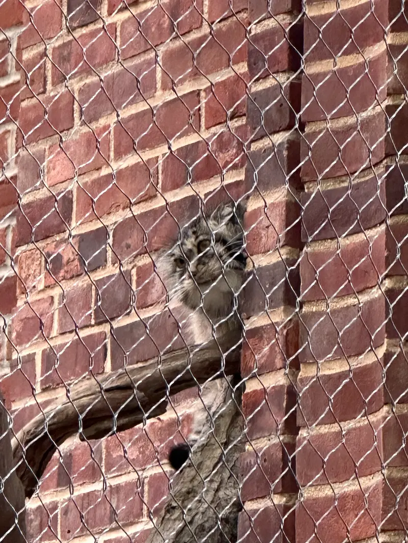 Фотография с манулом в Зоопарке Проспект-парка