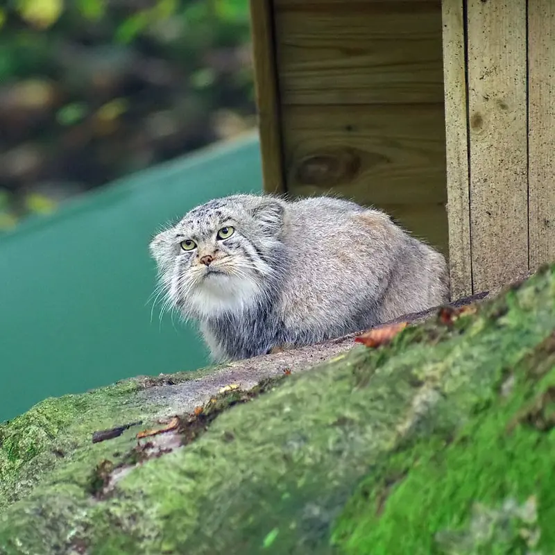Фотография Пабу в Норденс Арк