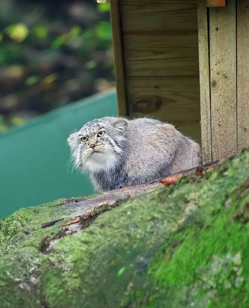 Фотография Пабу в Норденс Арк