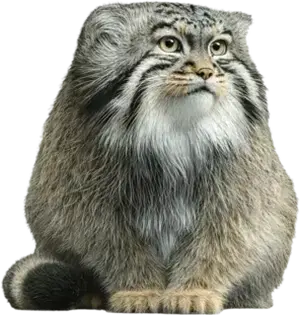 Фотография Караганды в Бингемтонском зоопарке в парке Росс