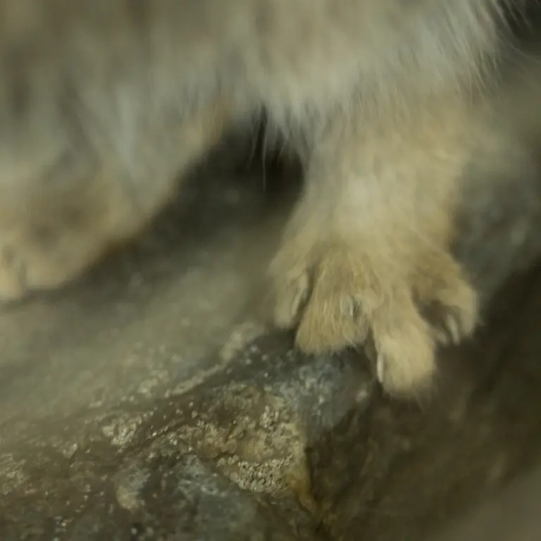 Фотография Примулы в Зоопарке Уено