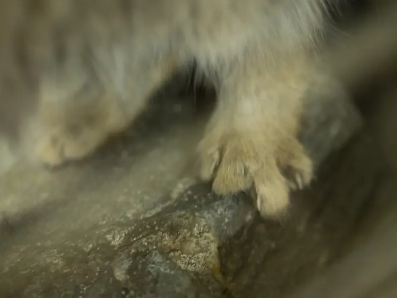 Фотография Примулы в Зоопарке Уено