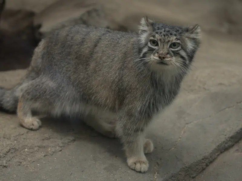 Фотография Аз в Царстве Животных Кобе