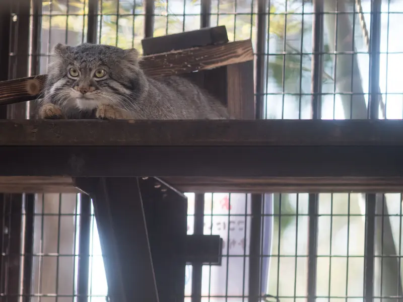 Фотография Фиги в Зоопарке Ногеяме