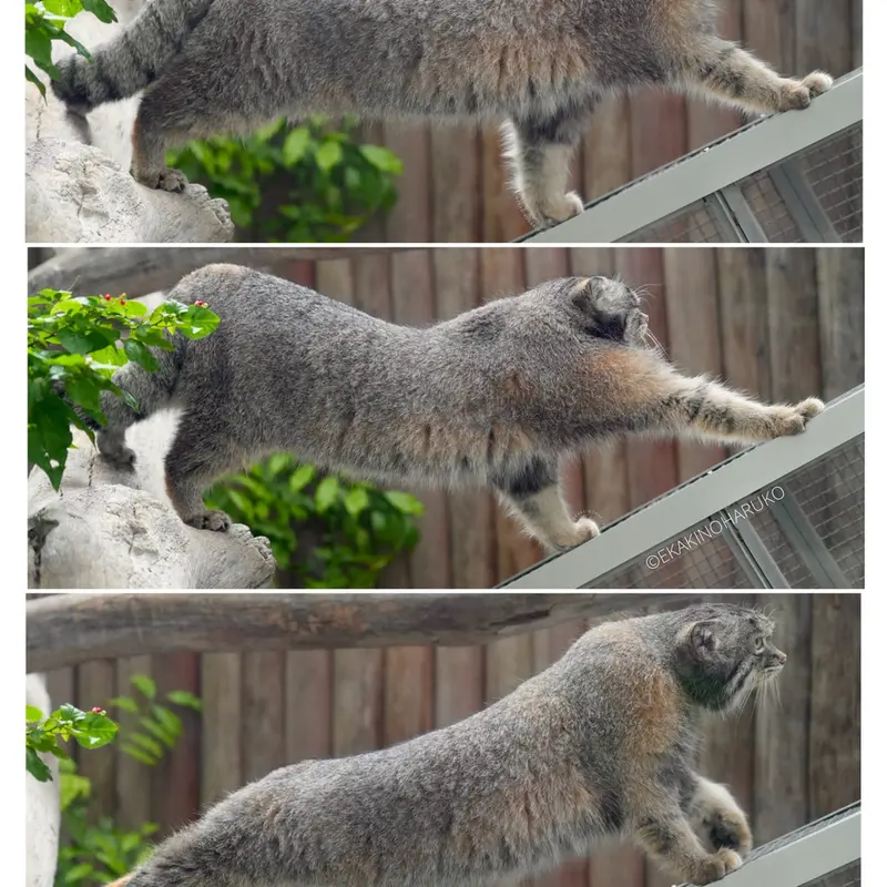 Фотография Нара в Царстве Животных Кобе