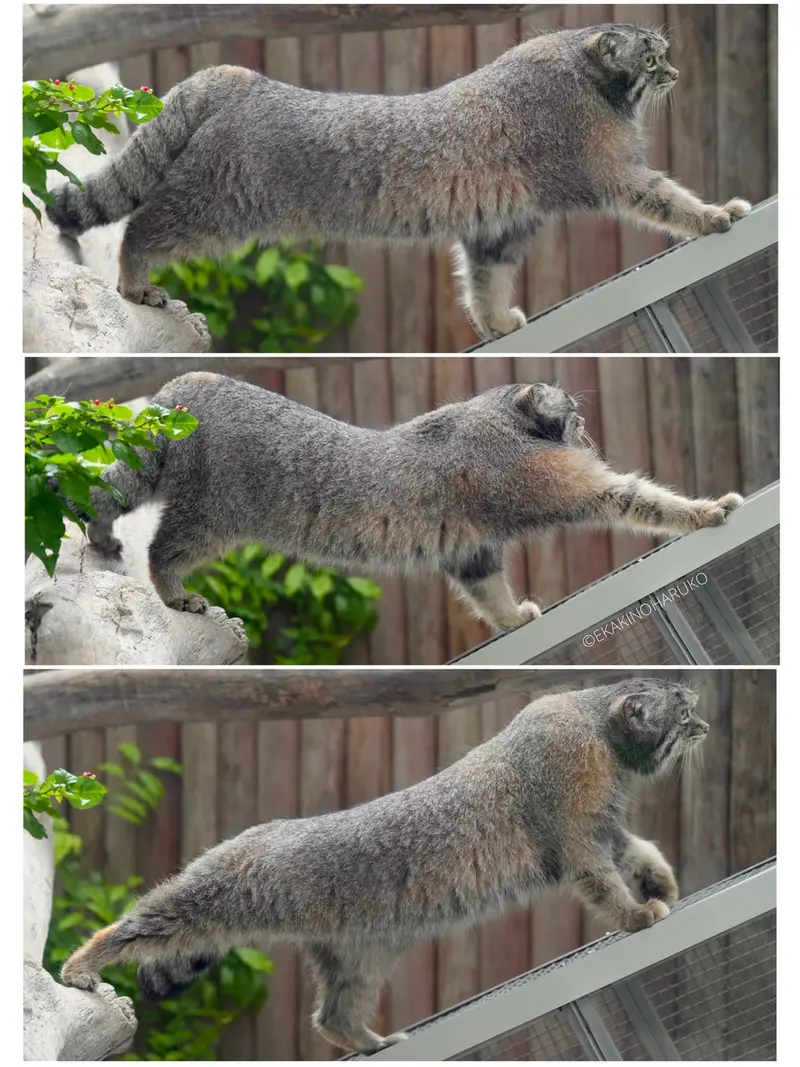 Фотография Нара в Царстве Животных Кобе