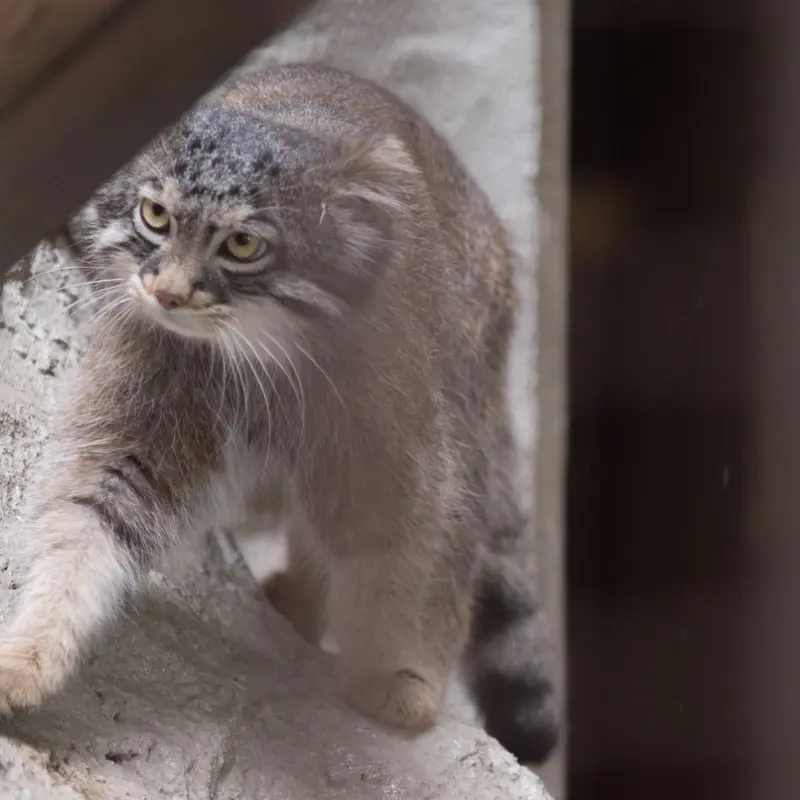 Фотография Фиги в Зоопарке Ногеяме