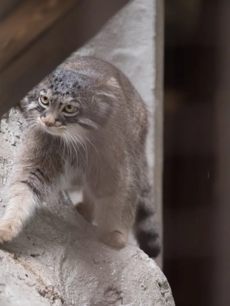 Фотография Фиги в Зоопарке Ногеяме