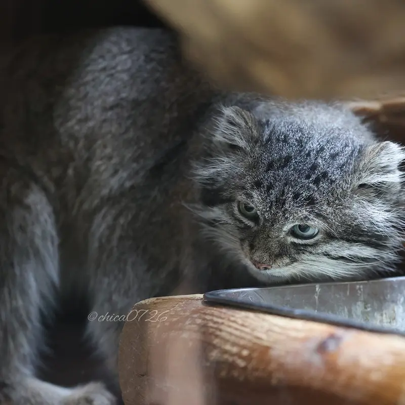 Фотография Клёна в Зоопарке Уено