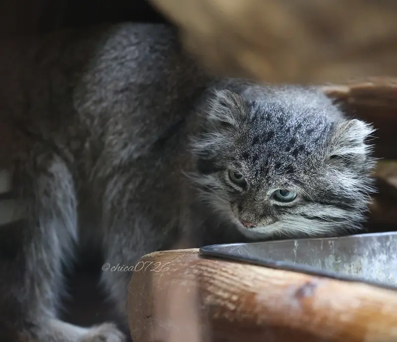 Фотография Клёна в Зоопарке Уено