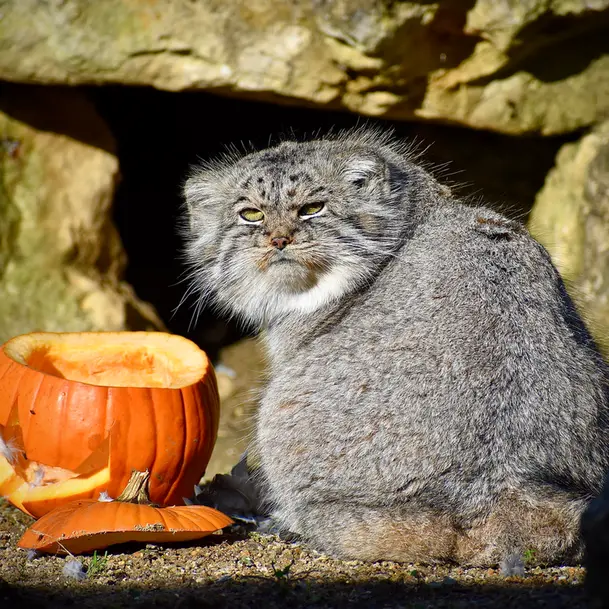 Фотография Атлана в Парке диких животных Порт-Лимпн