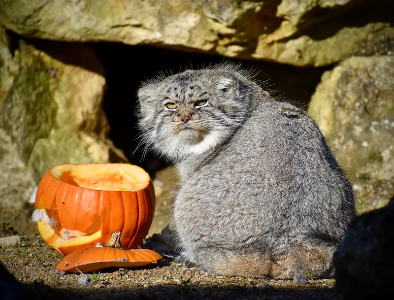 Фотография Атлана в Парке диких животных Порт-Лимпн