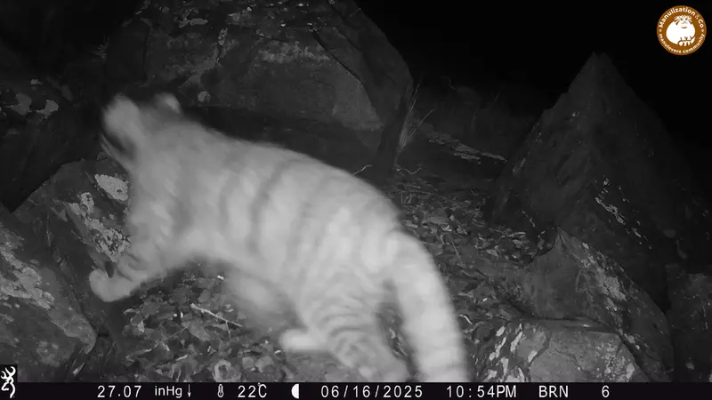 Фотография Сибирского Манула с фотоловушки Киикбай [новинка]