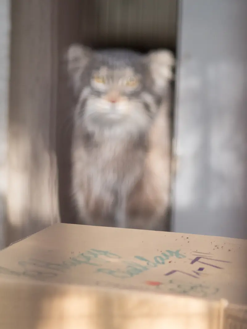 Фотография Фиги в Зоопарке Ногеяме